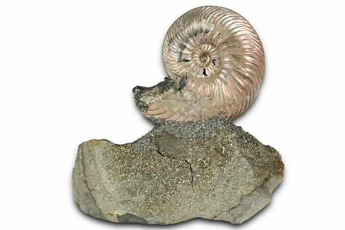 Iridescent, Pyritized Ammonite (Quenstedticeras) Fossil Display #344277
